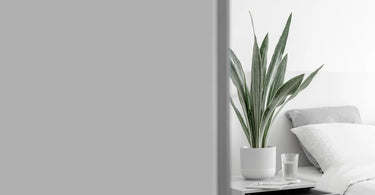 10 Bedroom Plants for a Prettier Space and Healthier Sleep